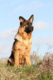 BERGER ALLEMAND 564